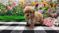 Sage, a female Poodle - Toy  for sale in Montgomery, IN – Photo 3 of 8