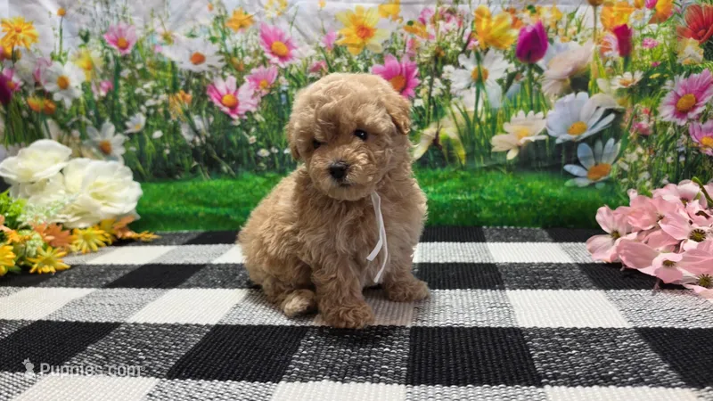 Sage – Poodle - Toy  puppy for sale in Montgomery, IN