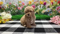 Sage, a female Poodle - Toy  for sale in Montgomery, IN – Photo 1 of 8