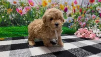 Sage, a female Poodle - Toy  for sale in Montgomery, IN – Photo 4 of 8