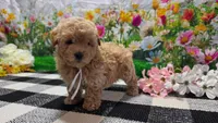 Sage, a female Poodle - Toy  for sale in Montgomery, IN – Photo 6 of 8