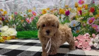 Sage, a female Poodle - Toy  for sale in Montgomery, IN – Photo 7 of 8