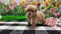 Sage, a female Poodle - Toy  for sale in Montgomery, IN – Photo 8 of 8