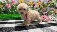 Sadie, a female Poodle - Toy  for sale in Montgomery, IN – Photo 5 of 8