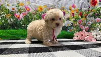 Sadie, a female Poodle - Toy  for sale in Montgomery, IN – Photo 6 of 8