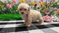 Sadie, a female Poodle - Toy  for sale in Montgomery, IN – Photo 4 of 8