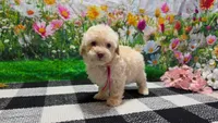 Sadie, a female Poodle - Toy  for sale in Montgomery, IN – Photo 3 of 8