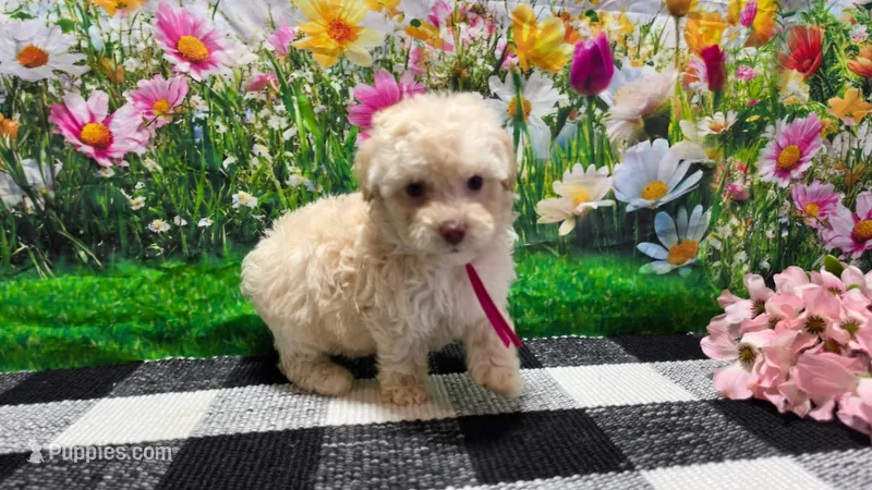 Sadie – Poodle - Toy  puppy for sale in Montgomery, IN