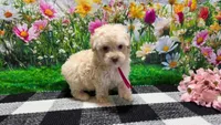 Sadie, a female Poodle - Toy  for sale in Montgomery, IN – Photo 1 of 8
