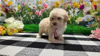 Sadie, a female Poodle - Toy  for sale in Montgomery, IN – Photo 8 of 8