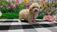 Sadie, a female Poodle - Toy  for sale in Montgomery, IN – Photo 2 of 8