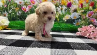 Sadie, a female Poodle - Toy  for sale in Montgomery, IN – Photo 7 of 8