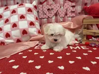 Max, a male Maltese for sale in Montgomery, IN – Photo 7 of 10