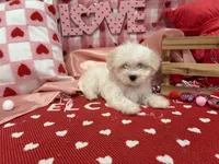 Max, a male Maltese for sale in Montgomery, IN – Photo 2 of 10