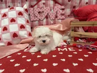 Max, a male Maltese for sale in Montgomery, IN – Photo 5 of 10