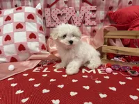 Max, a male Maltese for sale in Montgomery, IN – Photo 10 of 10