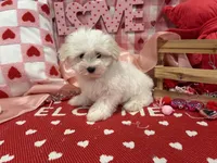 Max, a male Maltese for sale in Montgomery, IN – Photo 4 of 10