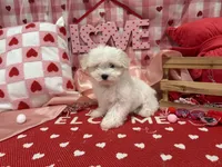 Max, a male Maltese for sale in Montgomery, IN – Photo 9 of 10