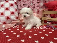 Max, a male Maltese for sale in Montgomery, IN – Photo 6 of 10