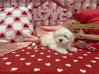 Max, a male Maltese for sale in Montgomery, IN – Photo 8 of 10
