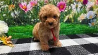 Rosey , a female Poodle - Toy  for sale in Montgomery, IN – Photo 3 of 10