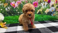 Rosey , a female Poodle - Toy  for sale in Montgomery, IN – Photo 4 of 10
