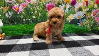 Rosey , a female Poodle - Toy  for sale in Montgomery, IN – Photo 6 of 10