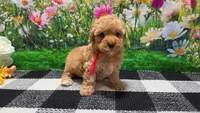 Rosey , a female Poodle - Toy  for sale in Montgomery, IN – Photo 5 of 10