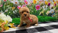 Rosey , a female Poodle - Toy  for sale in Montgomery, IN – Photo 1 of 10