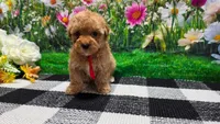 Rosey , a female Poodle - Toy  for sale in Montgomery, IN – Photo 10 of 10
