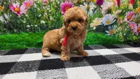 Rosey , a female Poodle - Toy  for sale in Montgomery, IN – Photo 8 of 10