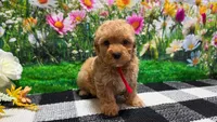 Rosey , a female Poodle - Toy  for sale in Montgomery, IN – Photo 2 of 10