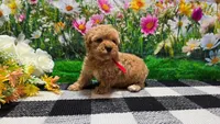 Rosey , a female Poodle - Toy  for sale in Montgomery, IN – Photo 9 of 10