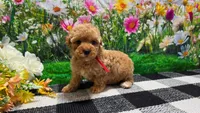 Rosey , a female Poodle - Toy  for sale in Montgomery, IN – Photo 7 of 10
