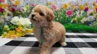 Ginger, a female Poodle - Toy  for sale in Montgomery, IN – Photo 8 of 10