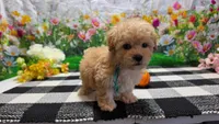 Ginger, a female Poodle - Toy  for sale in Montgomery, IN – Photo 3 of 10