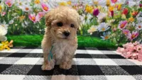 Ginger, a female Poodle - Toy  for sale in Montgomery, IN – Photo 5 of 10