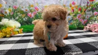 Ginger, a female Poodle - Toy  for sale in Montgomery, IN – Photo 1 of 10