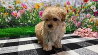 Ginger, a female Poodle - Toy  for sale in Montgomery, IN – Photo 6 of 10
