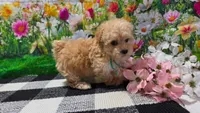 Ginger, a female Poodle - Toy  for sale in Montgomery, IN – Photo 4 of 10