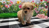 Ginger, a female Poodle - Toy  for sale in Montgomery, IN – Photo 7 of 10
