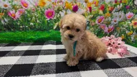 Ginger, a female Poodle - Toy  for sale in Montgomery, IN – Photo 9 of 10
