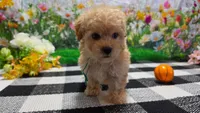 Ginger, a female Poodle - Toy  for sale in Montgomery, IN – Photo 2 of 10