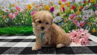 Ginger, a female Poodle - Toy  for sale in Montgomery, IN – Photo 10 of 10