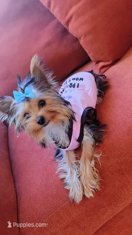 Princess Marie – Yorkshire Terrier puppy for sale in Houston, TX