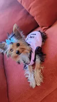 Princess Marie, a female Yorkshire Terrier for sale in Houston, TX – 1 of 4