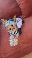 Princess Marie, a female Yorkshire Terrier for sale in Houston, TX – 3 of 4