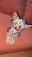 Princess Marie, a female Yorkshire Terrier for sale in Houston, TX – 2 of 4