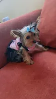 Princess Marie, a female Yorkshire Terrier for sale in Houston, TX – 4 of 4