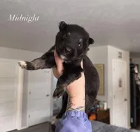 Midnight , a female Alaskan Malamute for sale in Spokane, WA – Photo 1 of 4